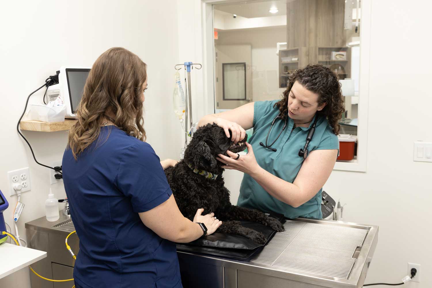 Veterinarian performing a pet examination at Mtn. Green Animal Hospital