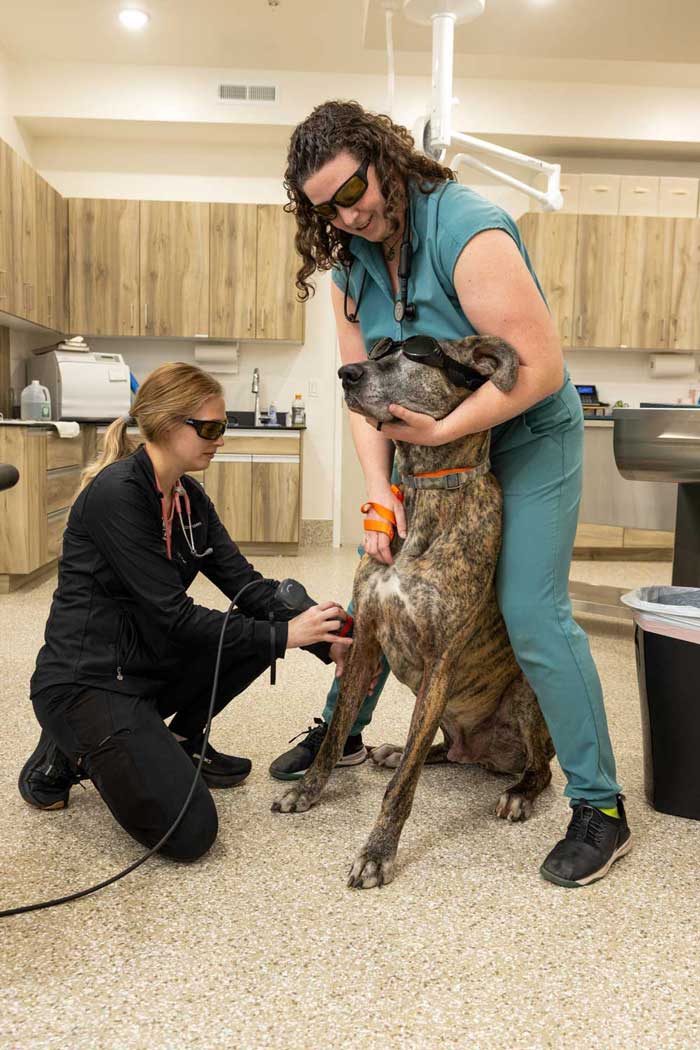 Veterinary team treating a large dog during an exam